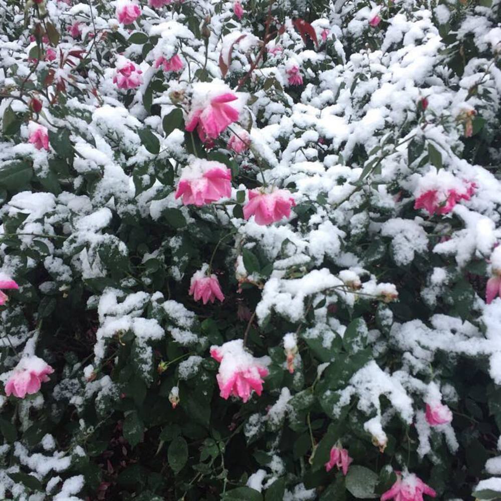 Meet your Posher, Ghada